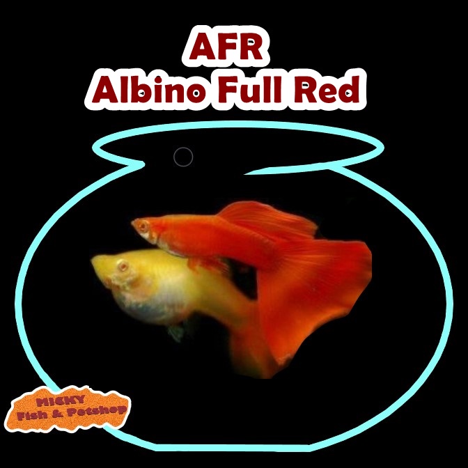 SEPASANG Guppy AFR Albino Full Red 1 Pasang Grade A INDUKAN