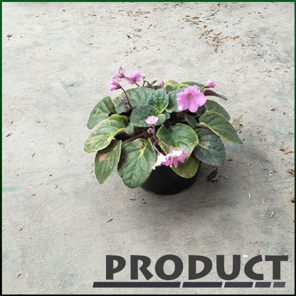 Tanaman Hias Violces Bunga Pink African Violets Pink Puff Shopee Indonesia