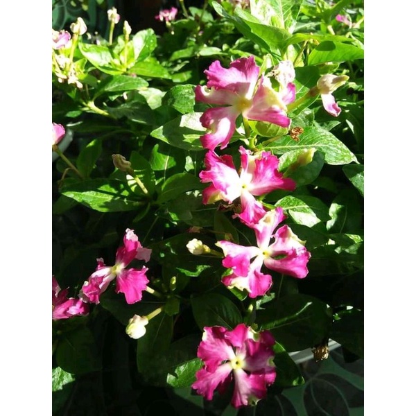 plant vinca curly juntai  jepang