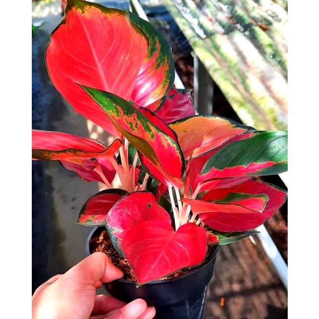 Tanaman Hias Aglonema Suksom Full Merah Rosert / Tanaman Aglonema Murah
