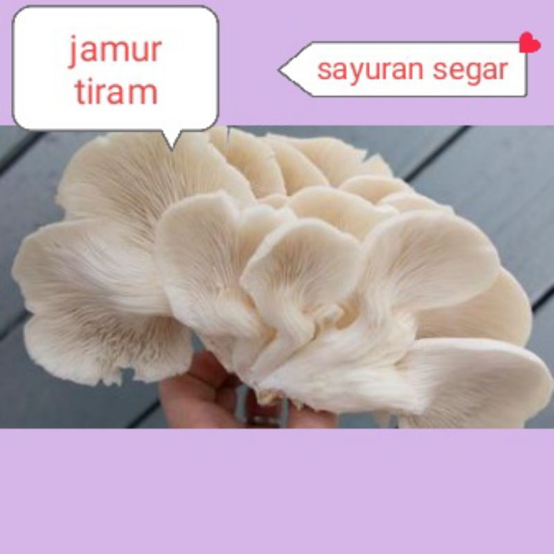 

JAMUR TIRAM