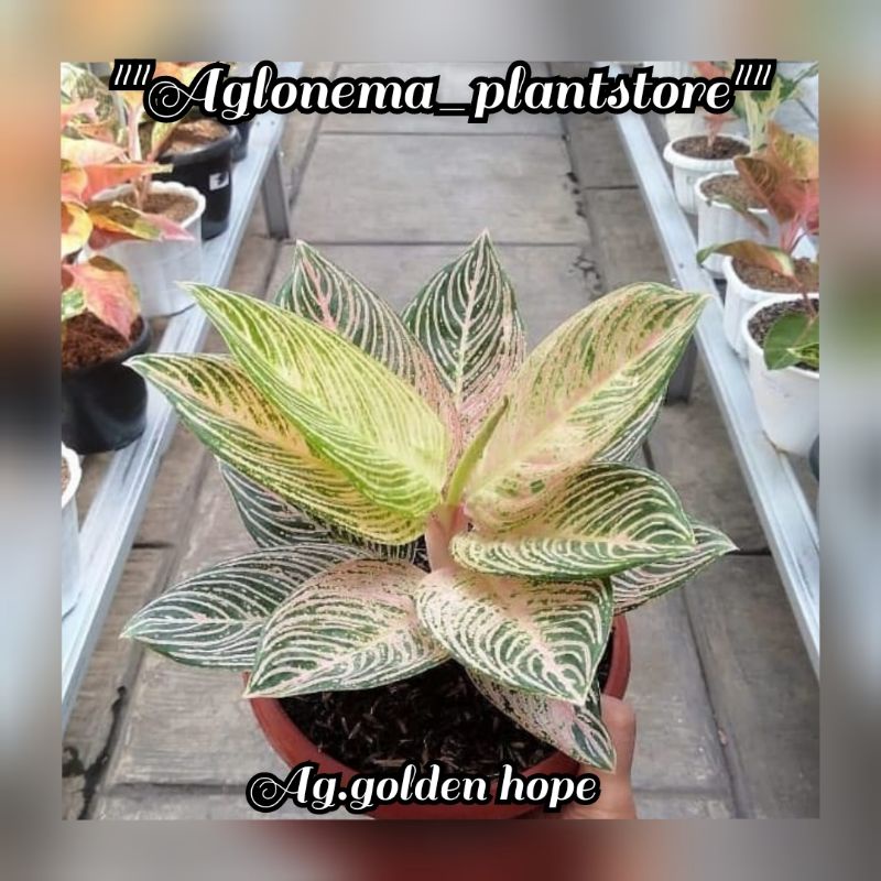 NEW Aglonema Golden hope/Bibit Bonggol Aglonema Golden hope