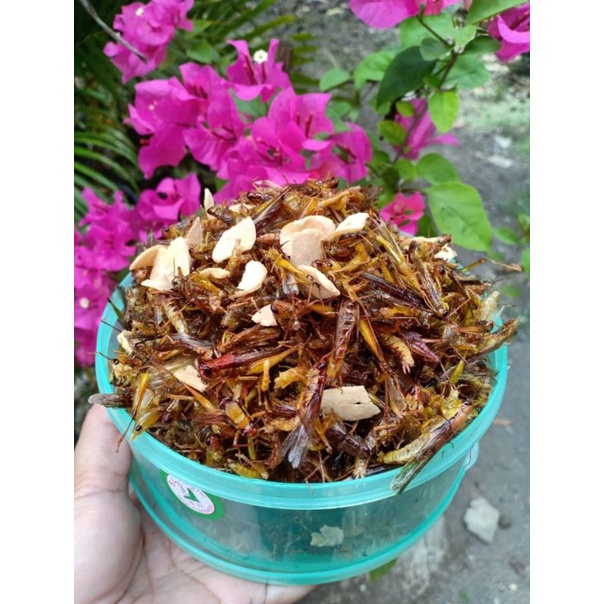 

belalang kecil toples warna