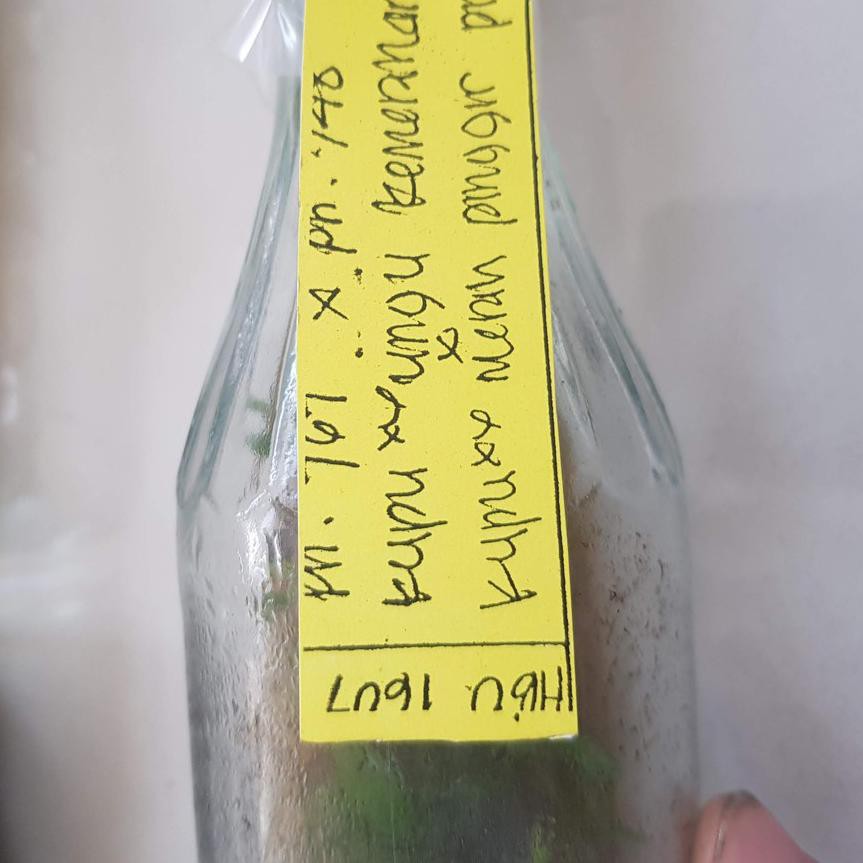 (OBRAL) 100% PREMIUM Bibit Anggrek dalam botol - bulan (Phalaenopsis ) hibrida siap aklim 2 ♡