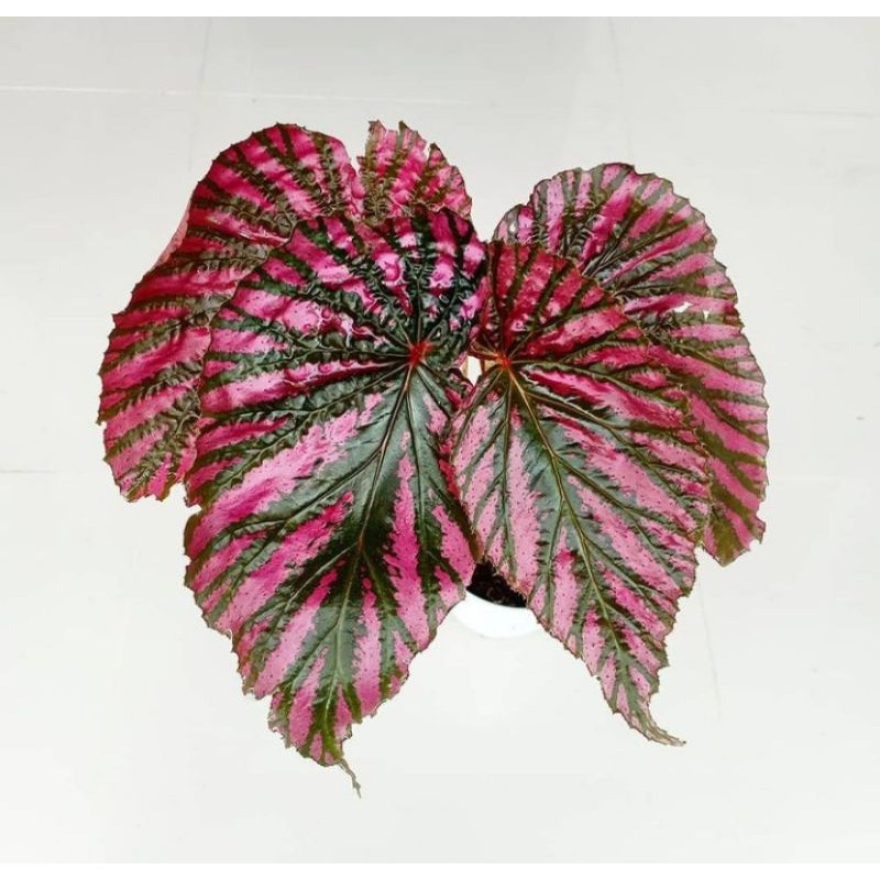 tanaman hias begonia Rex walet