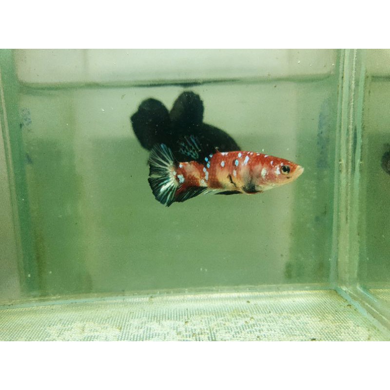 cupang red black koi