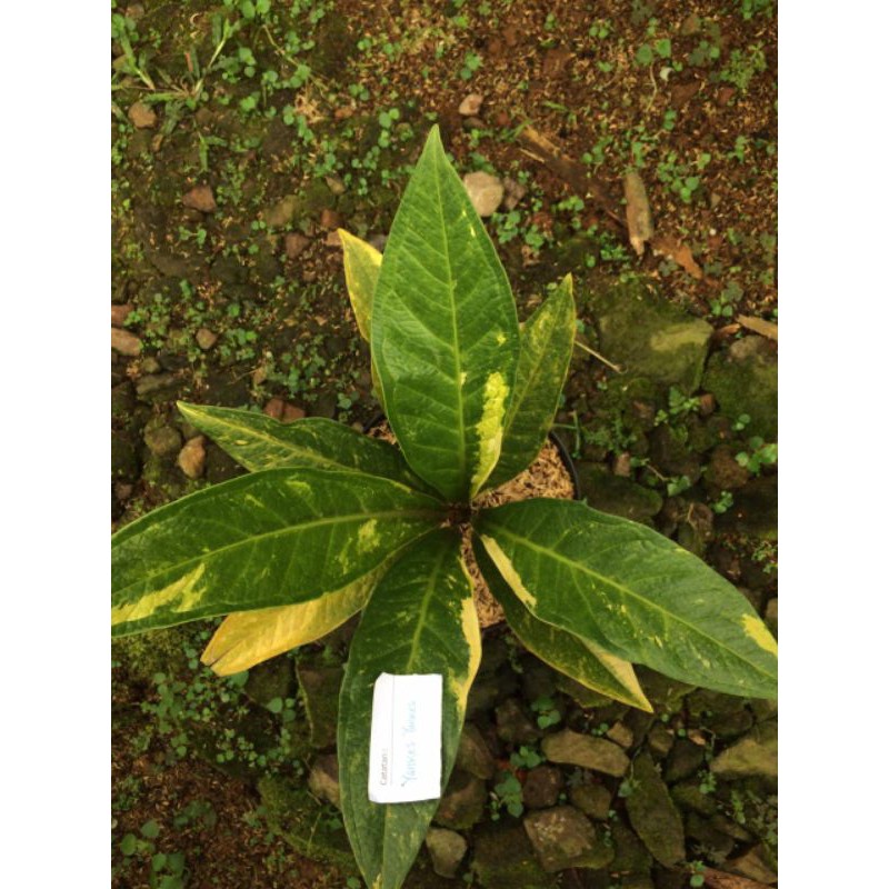 anthurium jenmani variegata