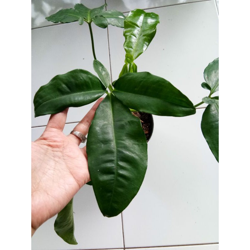 Syngonium Auritum / syngonium podophylum auritum