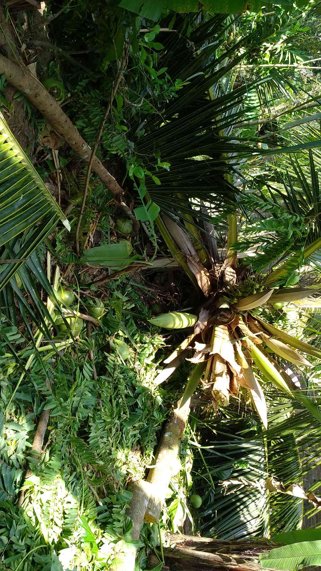 Tanaman Bonsai Delima Mini