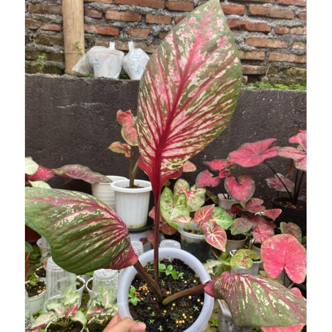 caladium pharkmoon /caladium phak moon/caladium import