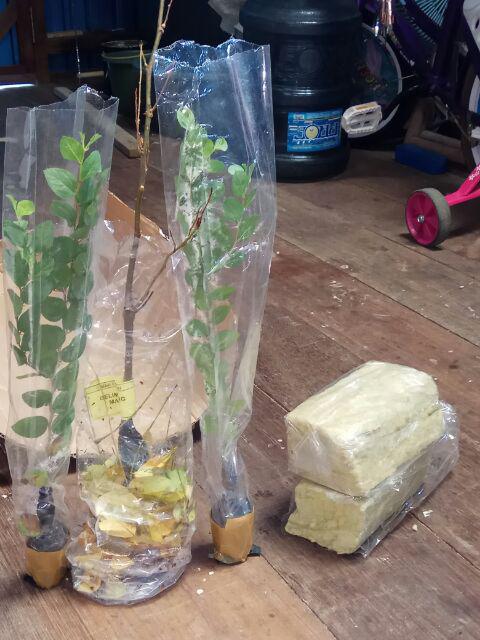 Bibit Belimbing Madu