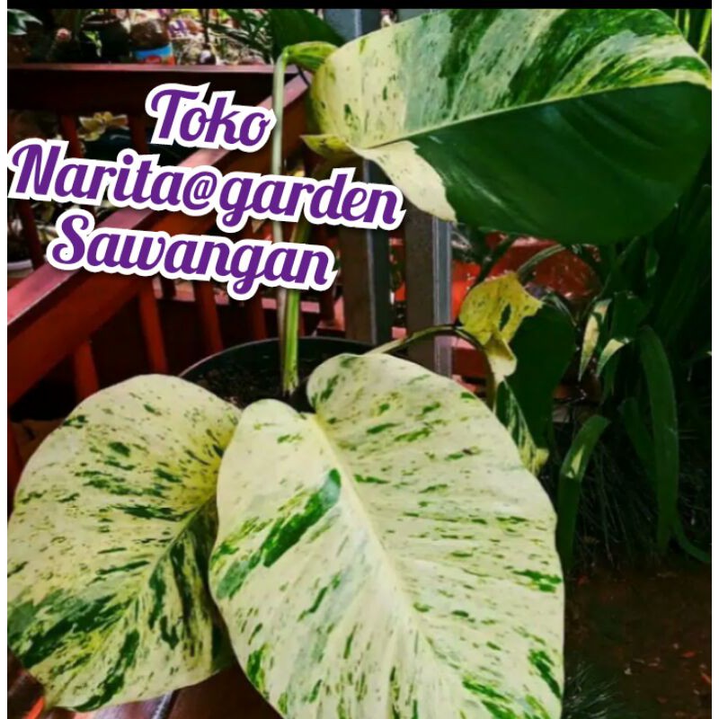 SIRIH GADING JUMBO VARIGATA (MARBLE QWEN)