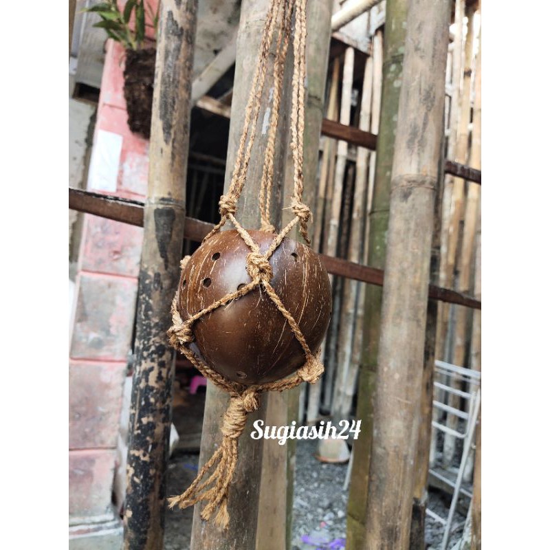 Pot gantung batok cangkang kelapa