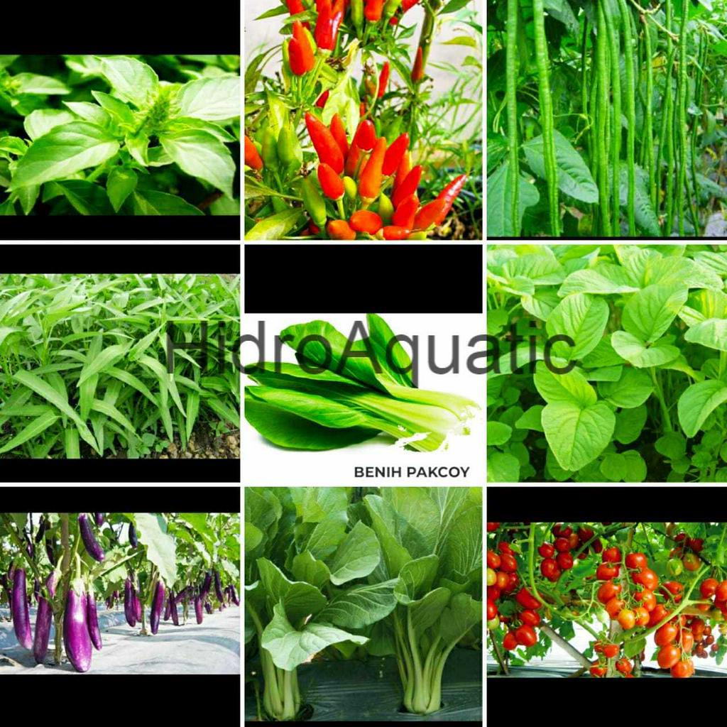 PROMO ISI 9 MACAM BIBIT SAYUR / Paket bibit SAYURAN / benih tanaman sayur daun sayur buah / 9 jenis sayuran / paket hemat / paket murah