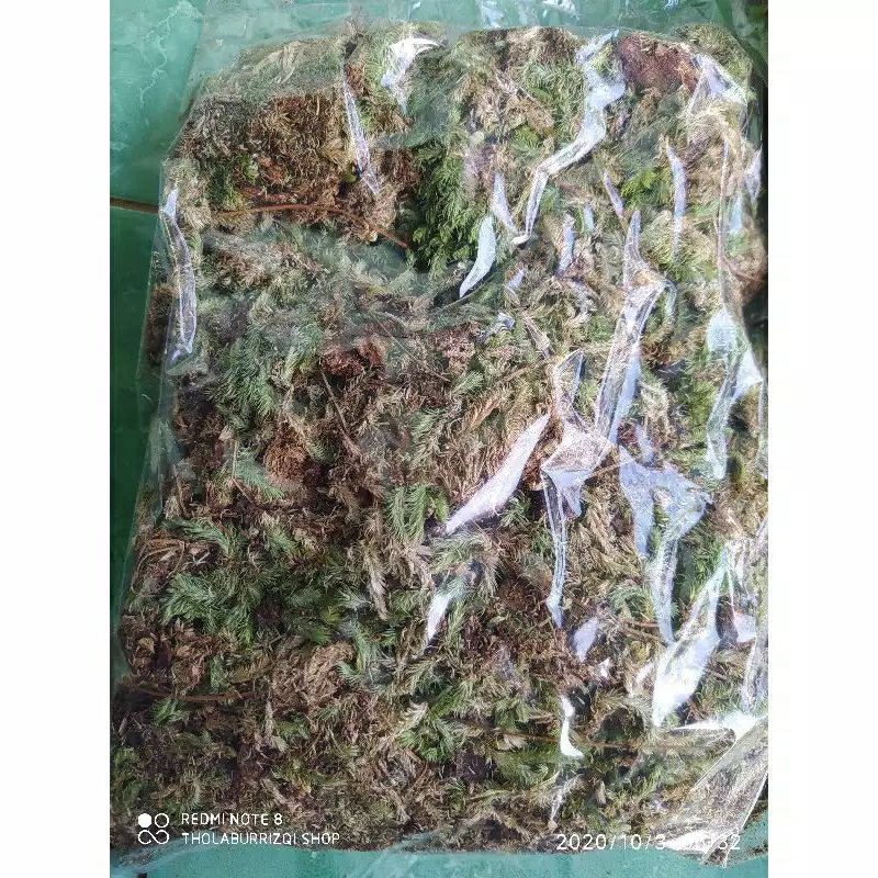 Moss Media Tanam/ Moss Putih Lokal/ Spagnum Moss/ Moss Hutan 1Kg
