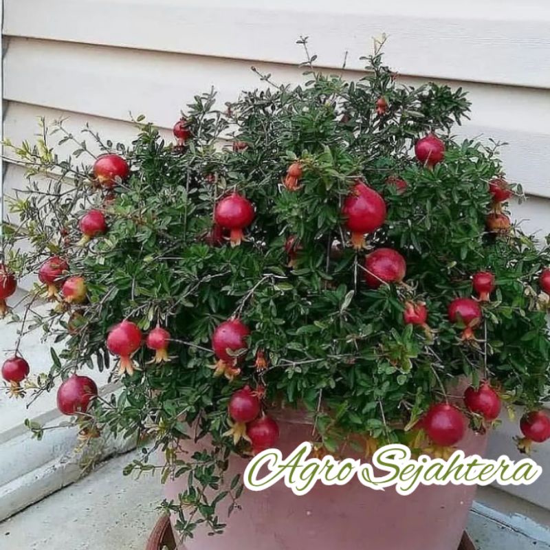 Bibit Buah Delima Merah Giant Turki / Delima Red Spanyol