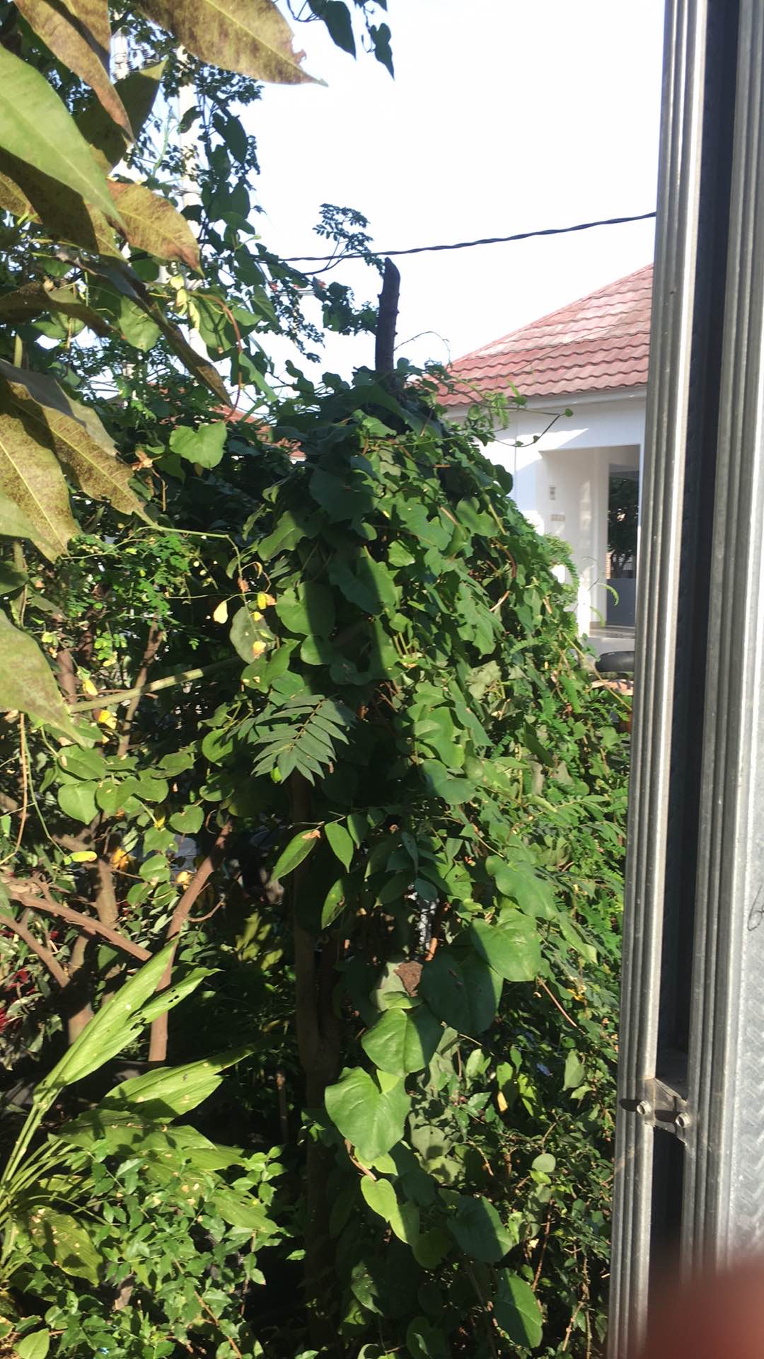 Pupuk Npk Super Premium 25-10-17