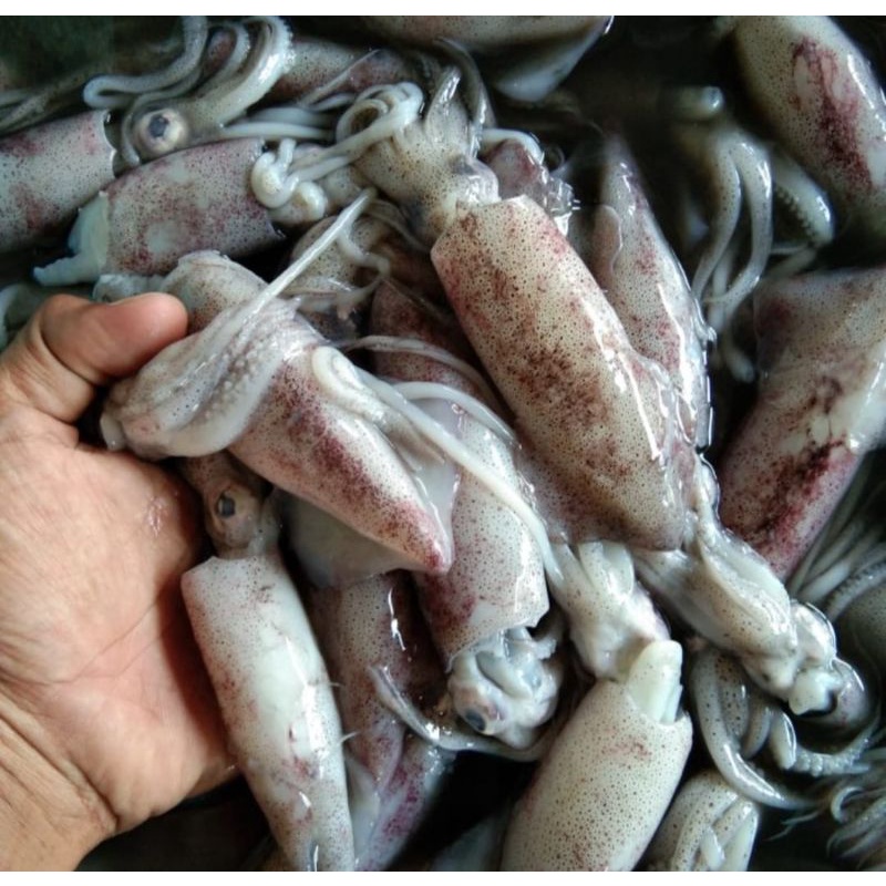 

Cumi Basah / Cumi Segar Berat 500 Grm