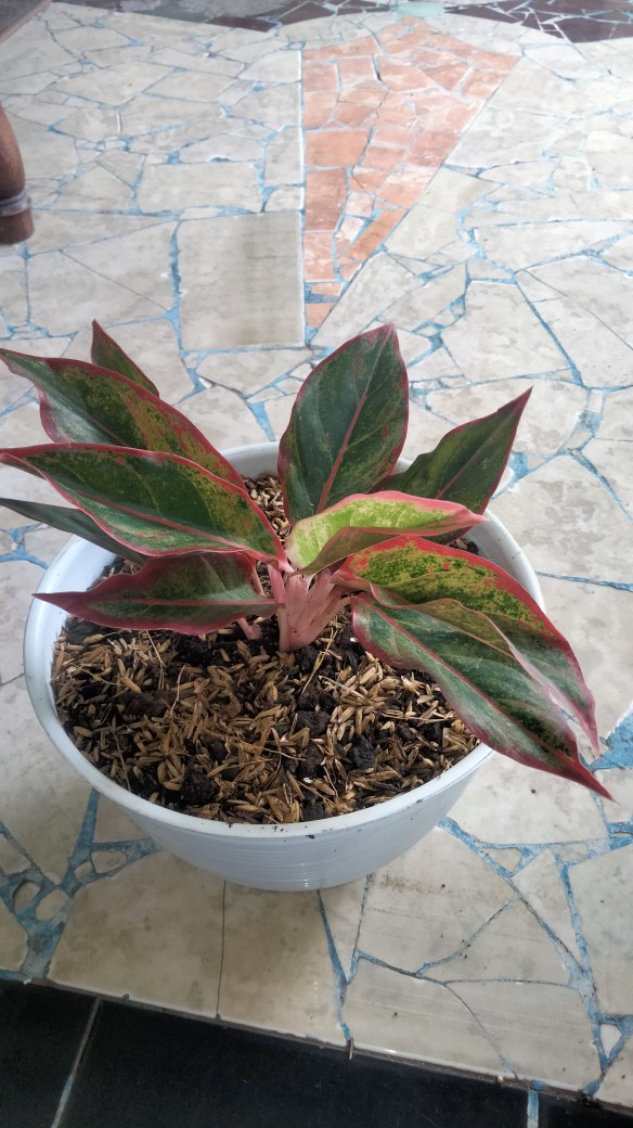 Aglaonema / Aglonema Lipstick / Siam Aurora