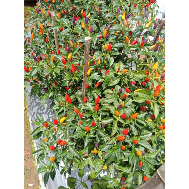 

Biji Cabe Pelangi / Warna Warni Numex Twilight isi 150 butir