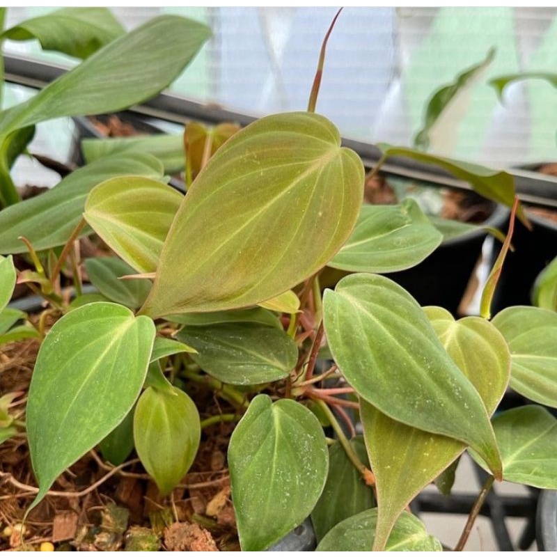 philodendron mican/hadereceum #tanamanhias #melano