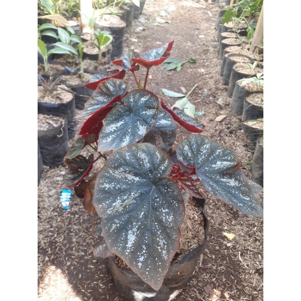 tanaman hias begonia rex rimbun
