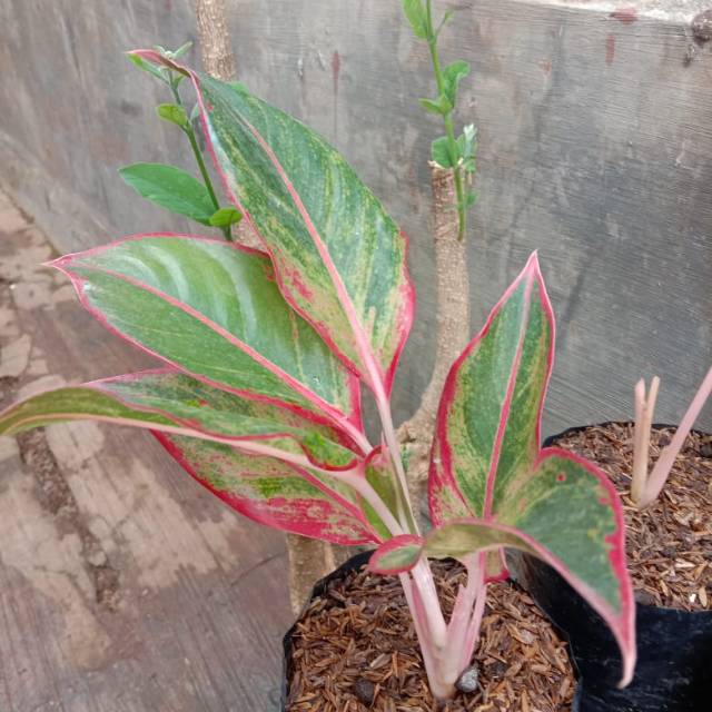 Aglaonema lipstik