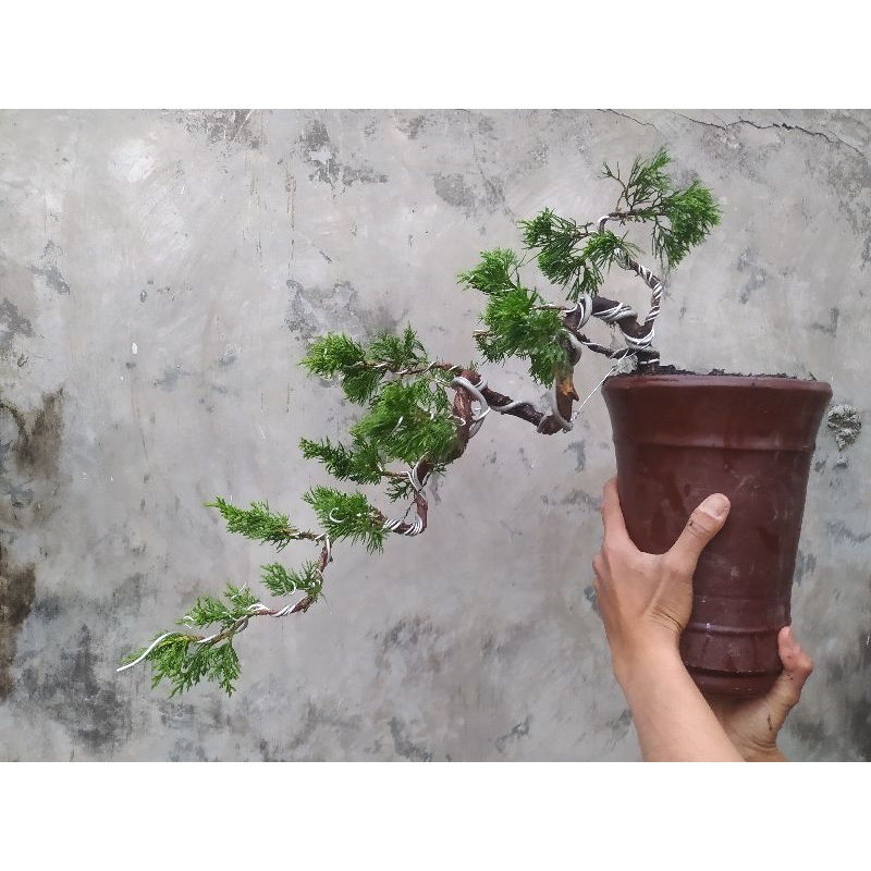 Jual Bonsai Cemara Sinensis | Bonsai Cemara Bentuk Cascade | Shopee ...