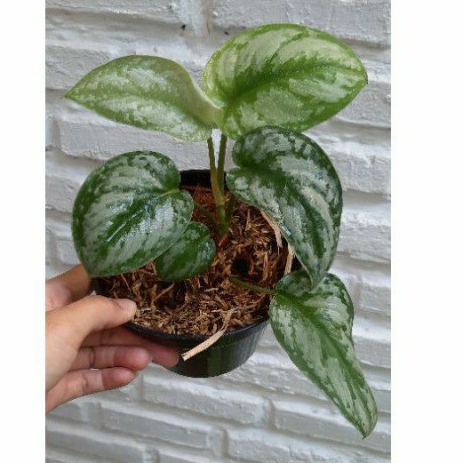 Tanaman Hias Scindapsus Pictus