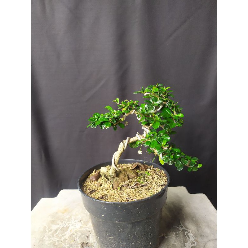 Bonsai Hokianti/Hokiantea