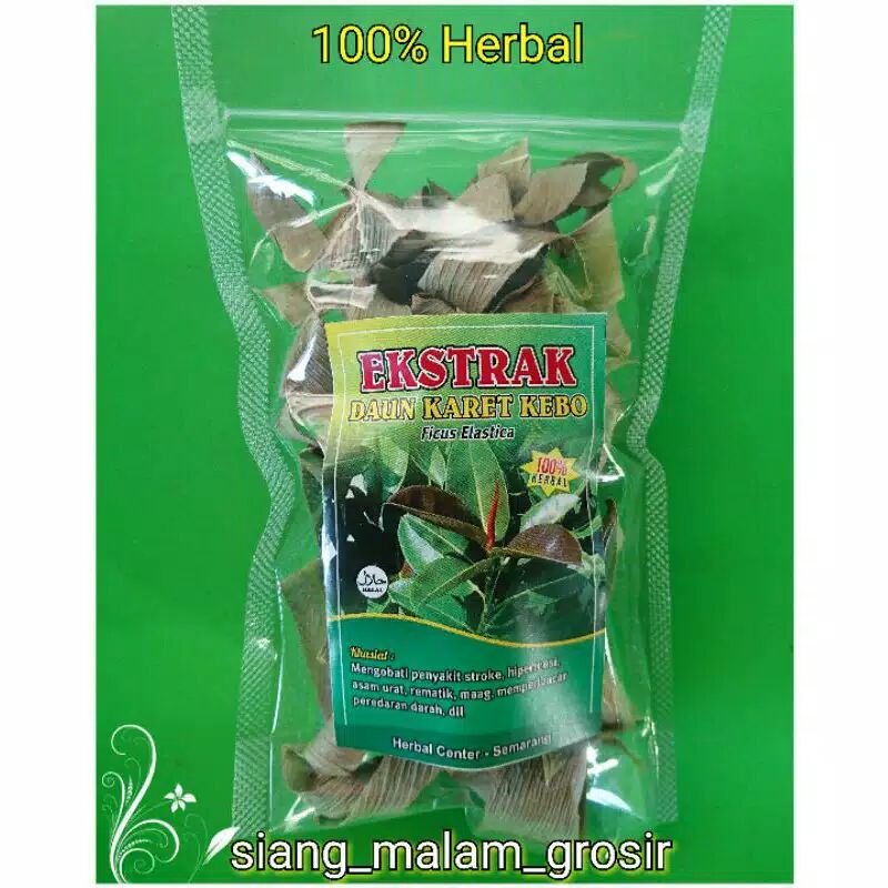 

daun karet kebo 15gr obat stroke hipertensi dll