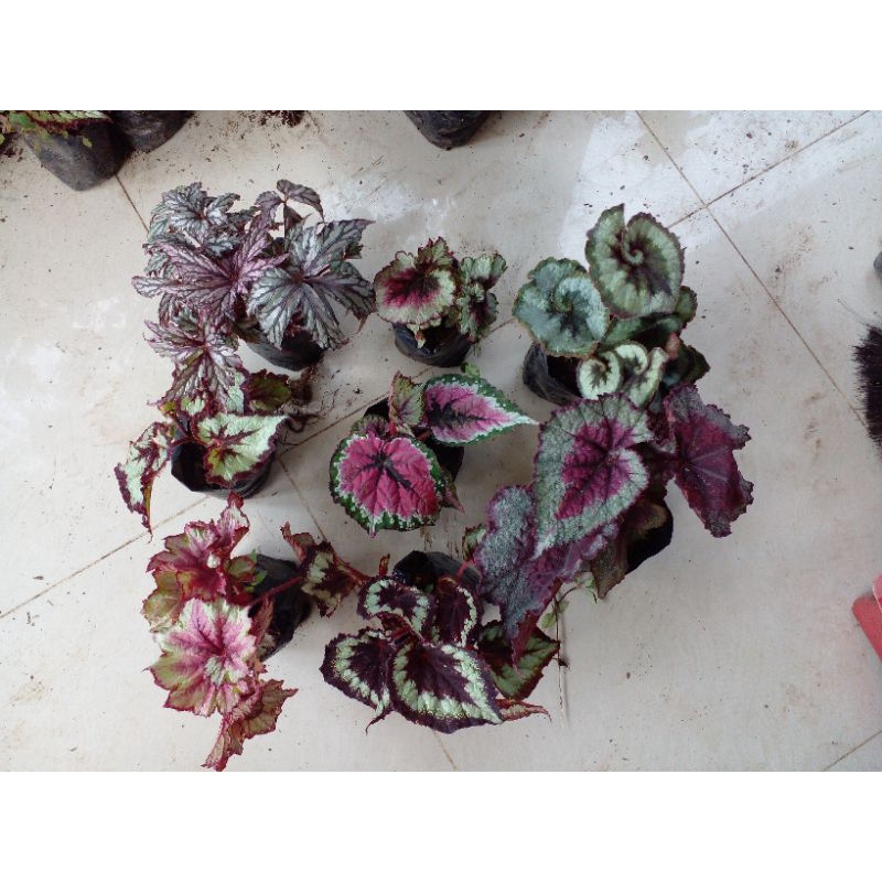 Begonia Remaja 10 jenis