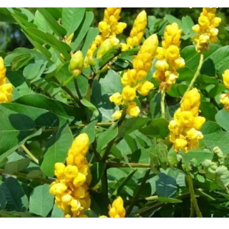 

daun ketepeng segar 500grm