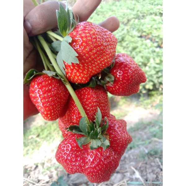 Bibit Strawberry