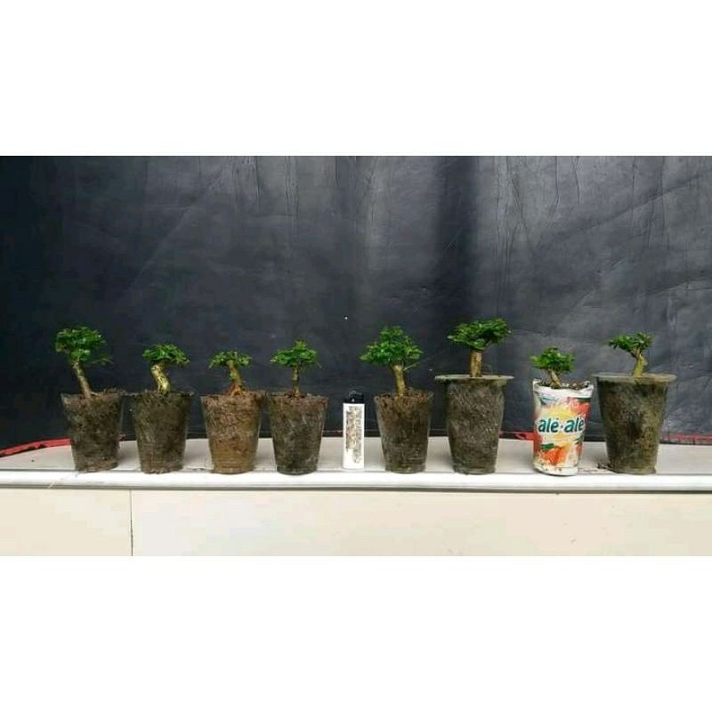 BONSAI SANCANG MAME HIDUP