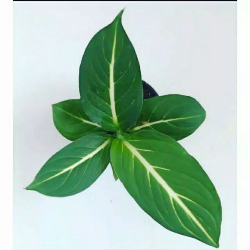 Tanaman blanceng neon-sri rejeki blanceng neon