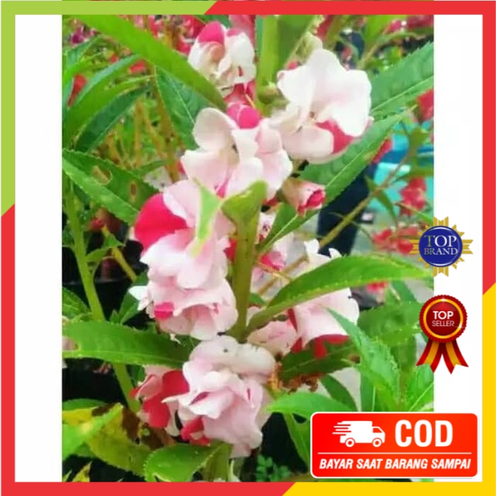 GreenlapakBenih Biji Butir Bunga Pacar Air Tumpuk Merah Putih 15 bijiberkualitas