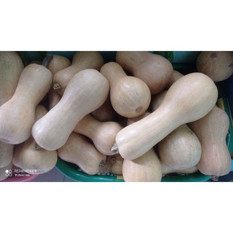 

labu madu butternut squash 8000 perkilo