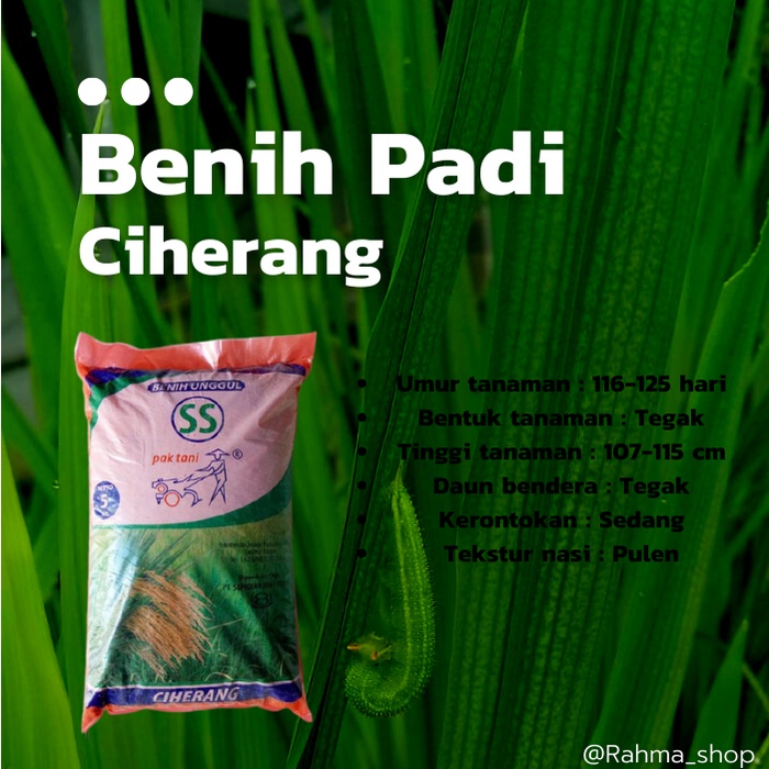 Benih Padi Ciherang