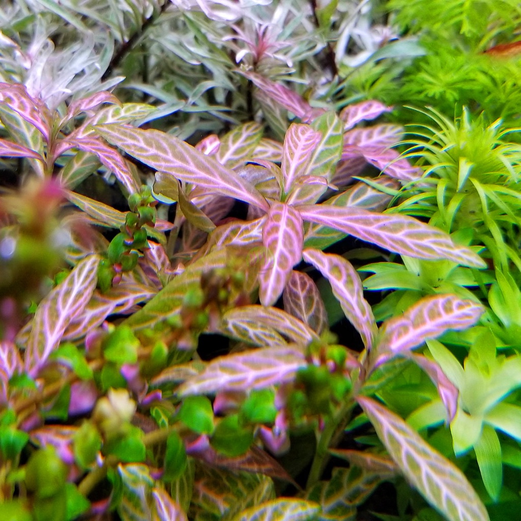 Hygrophila Sunset | Tanaman Aquascape / Aquascape Plant