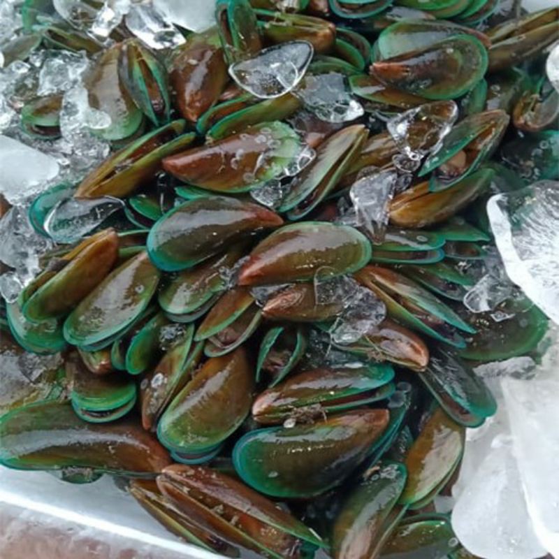 

kerang ijo segar