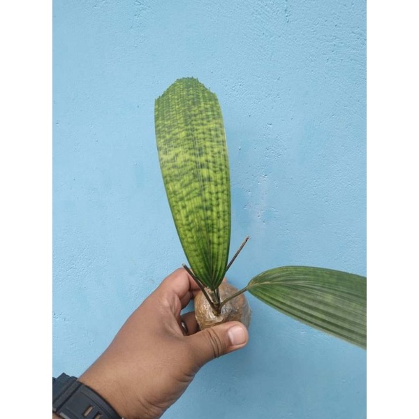 rawatan anakan Plm Licuala Mapu Borneo