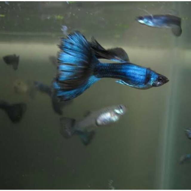 IKAN GUPPY BLUE MOSCOW | IKAN HIAS | IKAN GUPPY MURAH