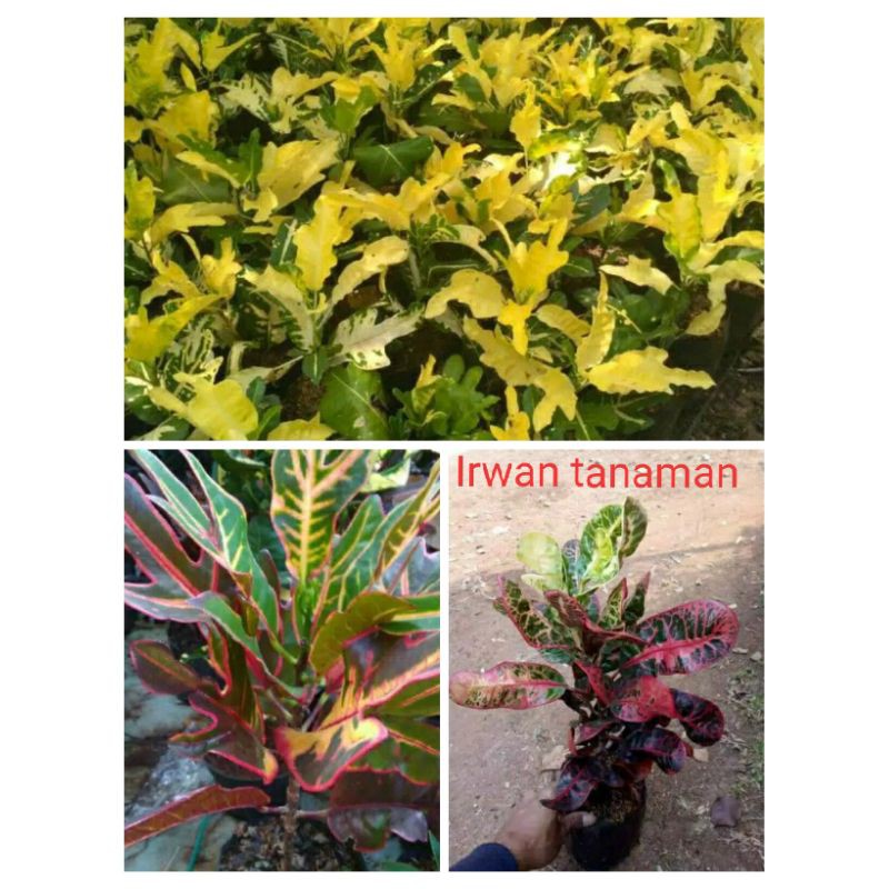 Paket 3 tanaman puring - puring terang bulan, puring z, puring kerupuk