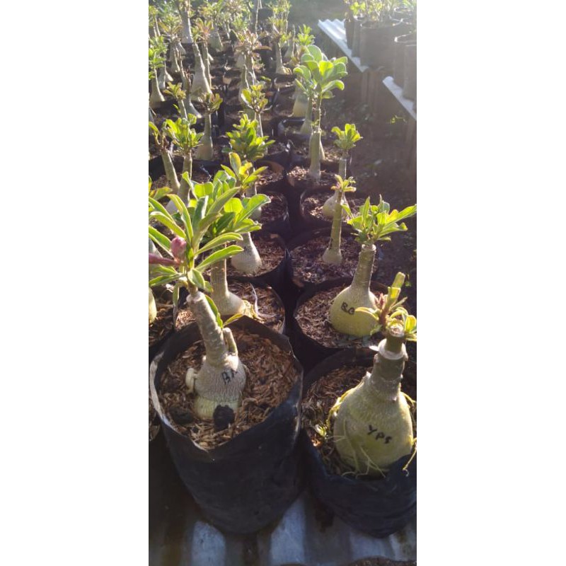 adenium tumpuk sudah mulai berbunga