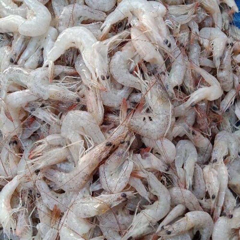 

Udang Putih fresh 1 kg
