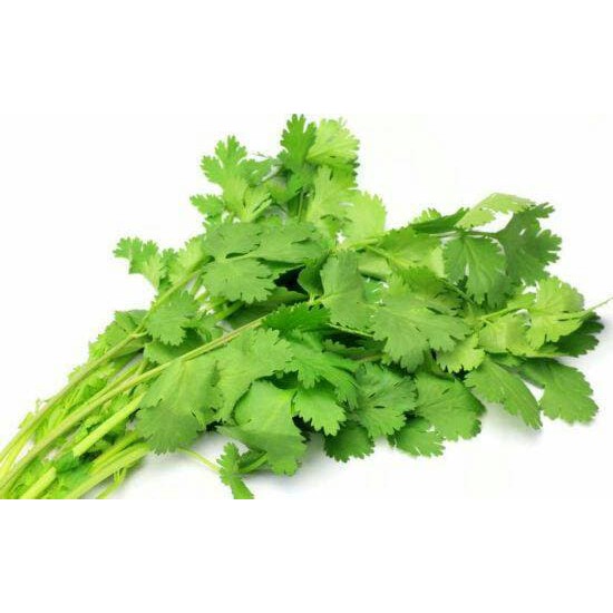 Benih Bibit Biji - Coriander Cilantro for Leaf Daun Ketumbar Herb Seeds - IMPORT