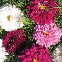 Benih Bibit Biji - Bunga Cosmos Double Click Mixed Flower Seeds - IMPORT