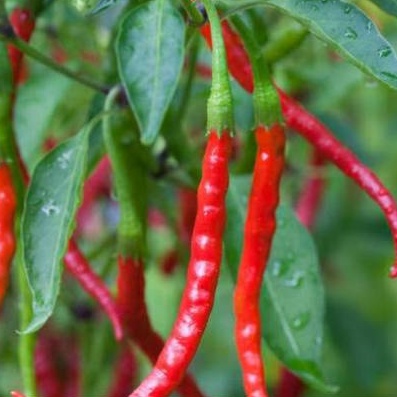 

200gr Cabe Merah Keriting