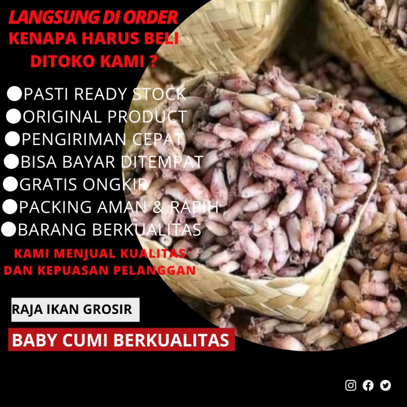

IKAN ASIN KERING BABY CUMI 1 KILO TERBAIK TERJANGKAU